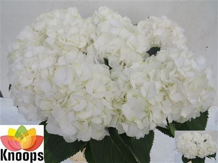 Hydrangea White Verena 80cm 22Ø