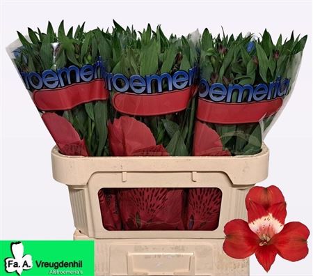 Alstr Rockstar 70cm 60gram