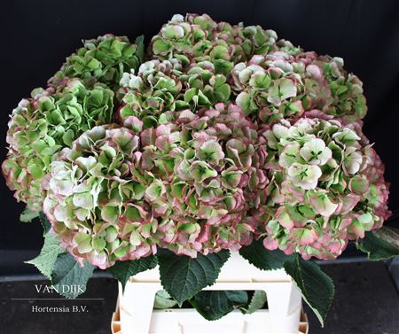Hydrangea Verena Classic Pink 80cm 23Ø