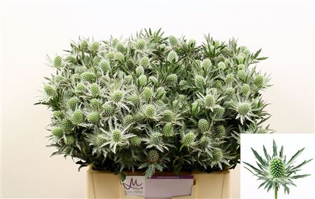 Eryngium Sirius Questar 40cm