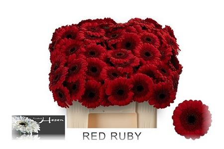 Germini Red Ruby 50cm