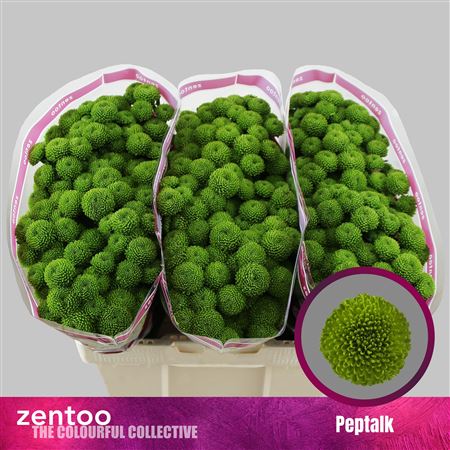 Chrysanthemum Santini Peptalk 105gram