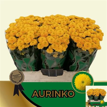 Chrysanthemum Santini Aurinko 120gram