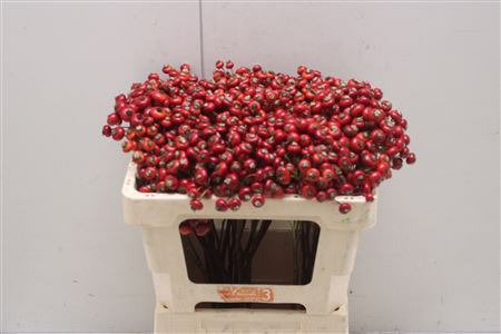 Rosa Red Hooijdonk 50cm