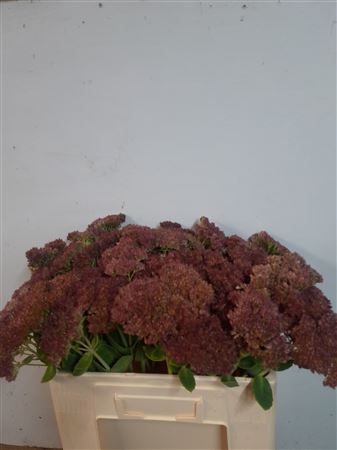 Sedum Spect Pink 50cm