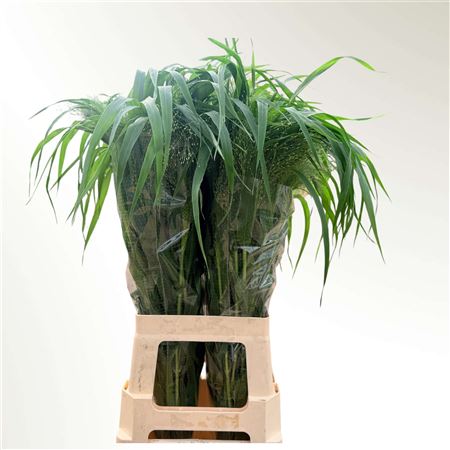 Panicum Fountain 80cm