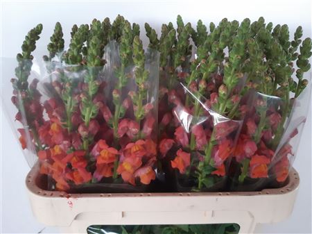 Antirrhinum Avignon D Orange 70cm