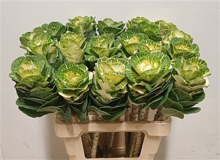 Brassica White Crane 60cm