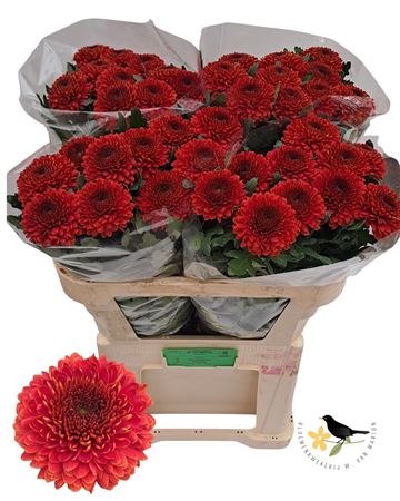 Chrys Single Paladov Dark 70cm 70gram