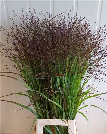 Panicum Warrior 90cm