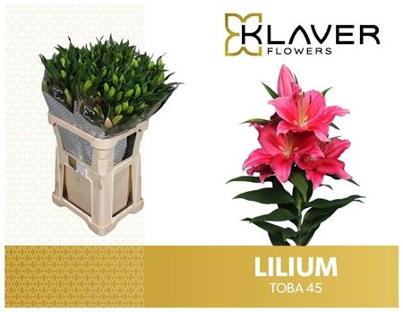 Li Or Toba 80cm 4/5bl