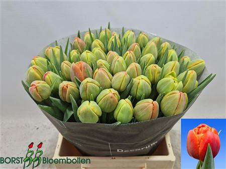 Tulipa Double Icoon 46cm 44gram
