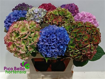 Hydrangea 80cm 22Ø