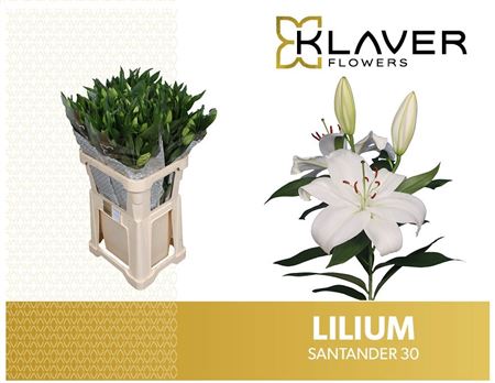 Lilium Or Santander 80cm 3/5bl