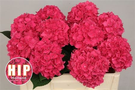 Hydrangea Rodeo Dark Pink 50cm 16Ø