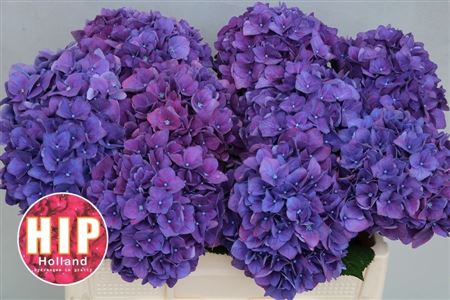 Hydrangea Rodeo Purple 50cm 16Ø