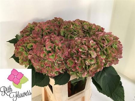 Hydrangea Verena Classic Pink 60cm 21Ø