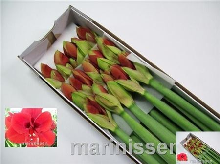 Hippeastrum Ferrari 4bl