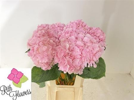 Hydrangea Verena Light Pink 60cm 17Ø