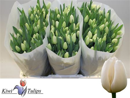 Tulipa Antarctica 42cm 35gram