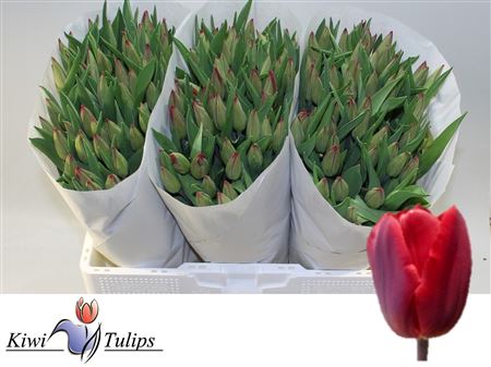 Tulipa Red Gold 45cm 38gram
