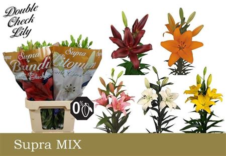 Lilium La Mixed In Bucket 90cm 5/7bl