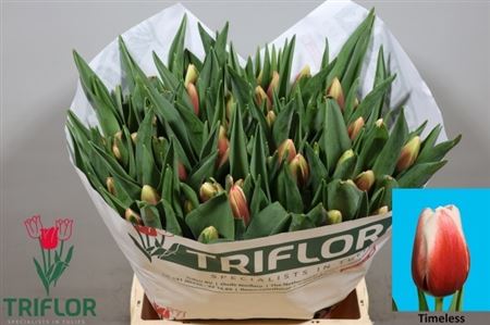 Tulipa Timeless 41cm 40gram