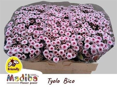 Chrysanthemum Santini Tyolo Bico 100gram